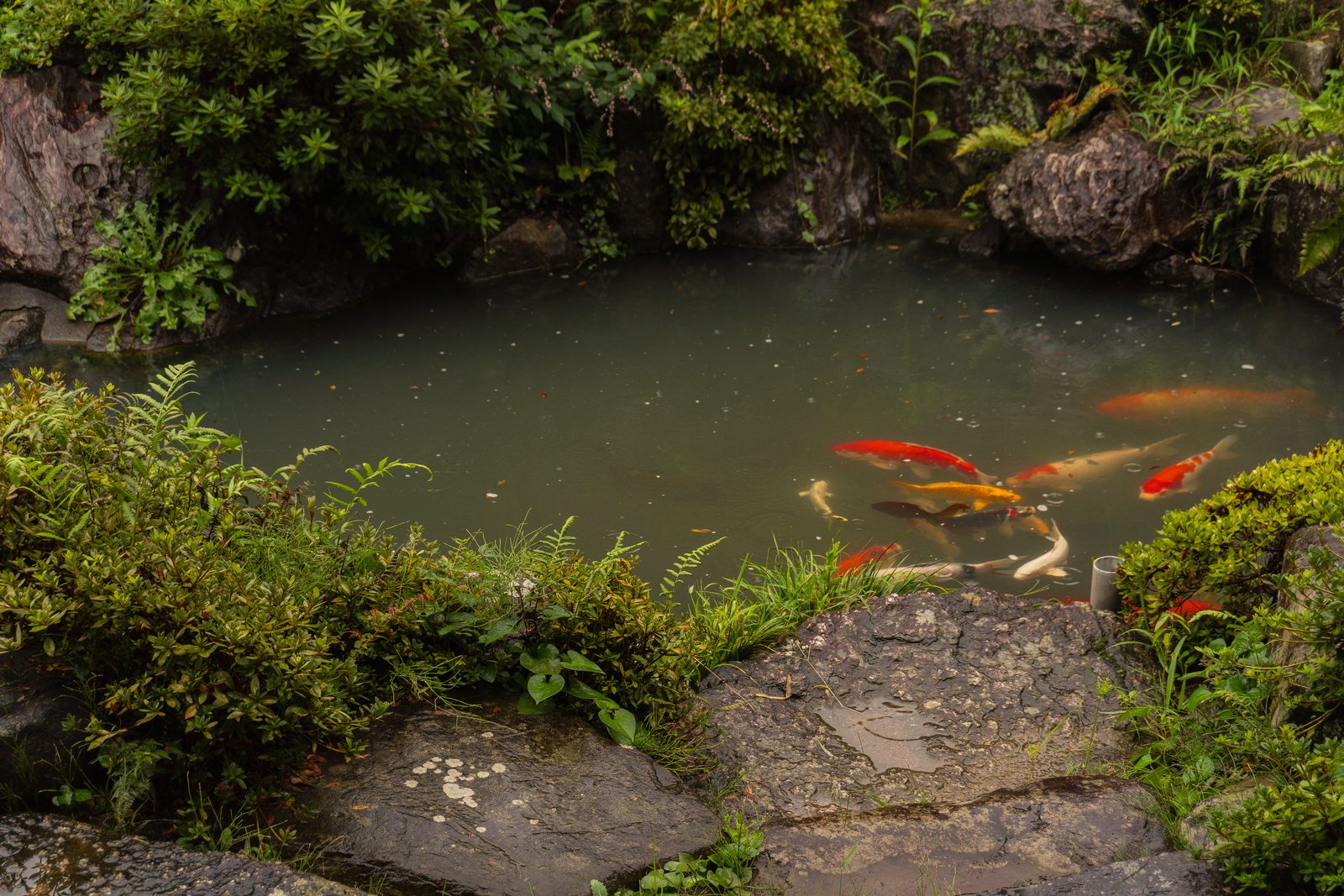 Pond with koi